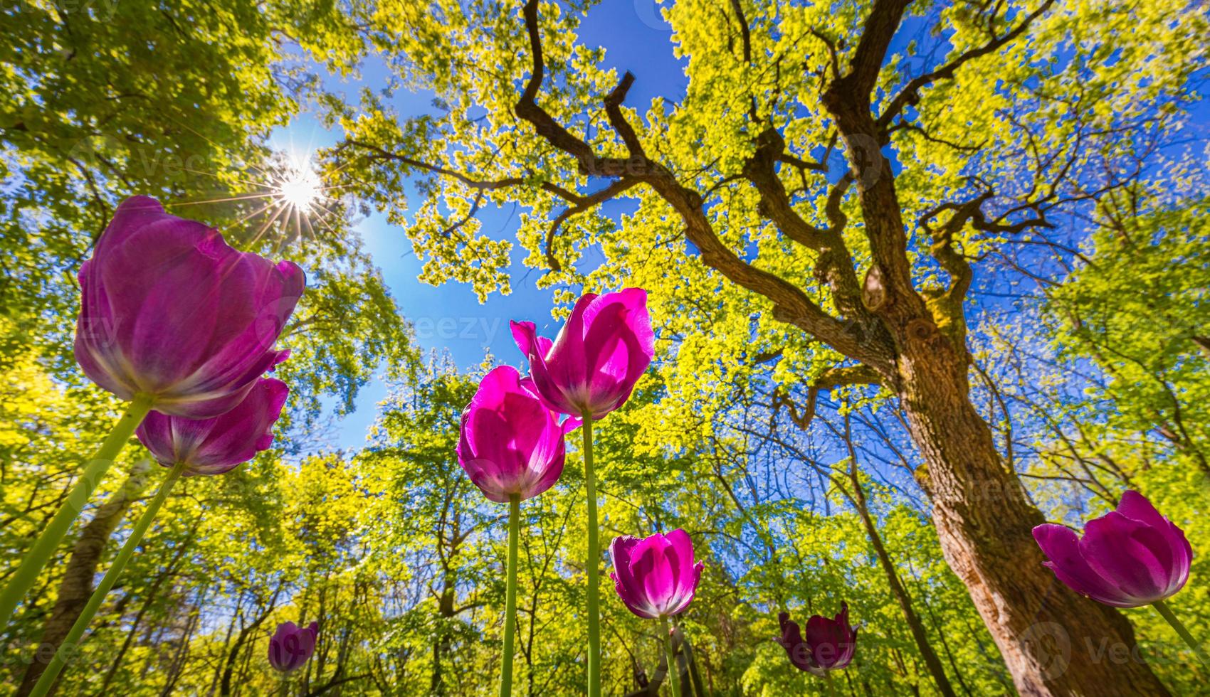 Primavera Sostenible: Floreciendo con la Naturaleza